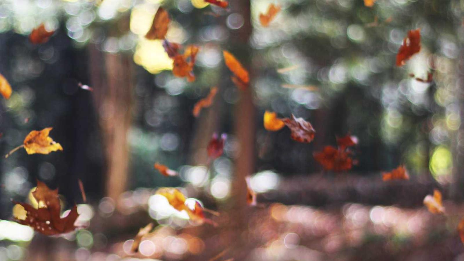 Translation and language services in Houston