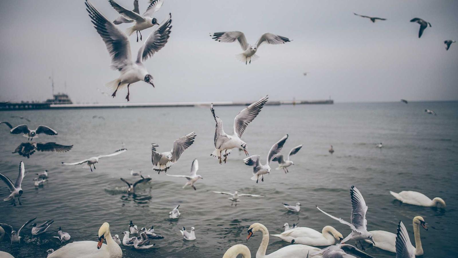 Translation and language services in Glasgow