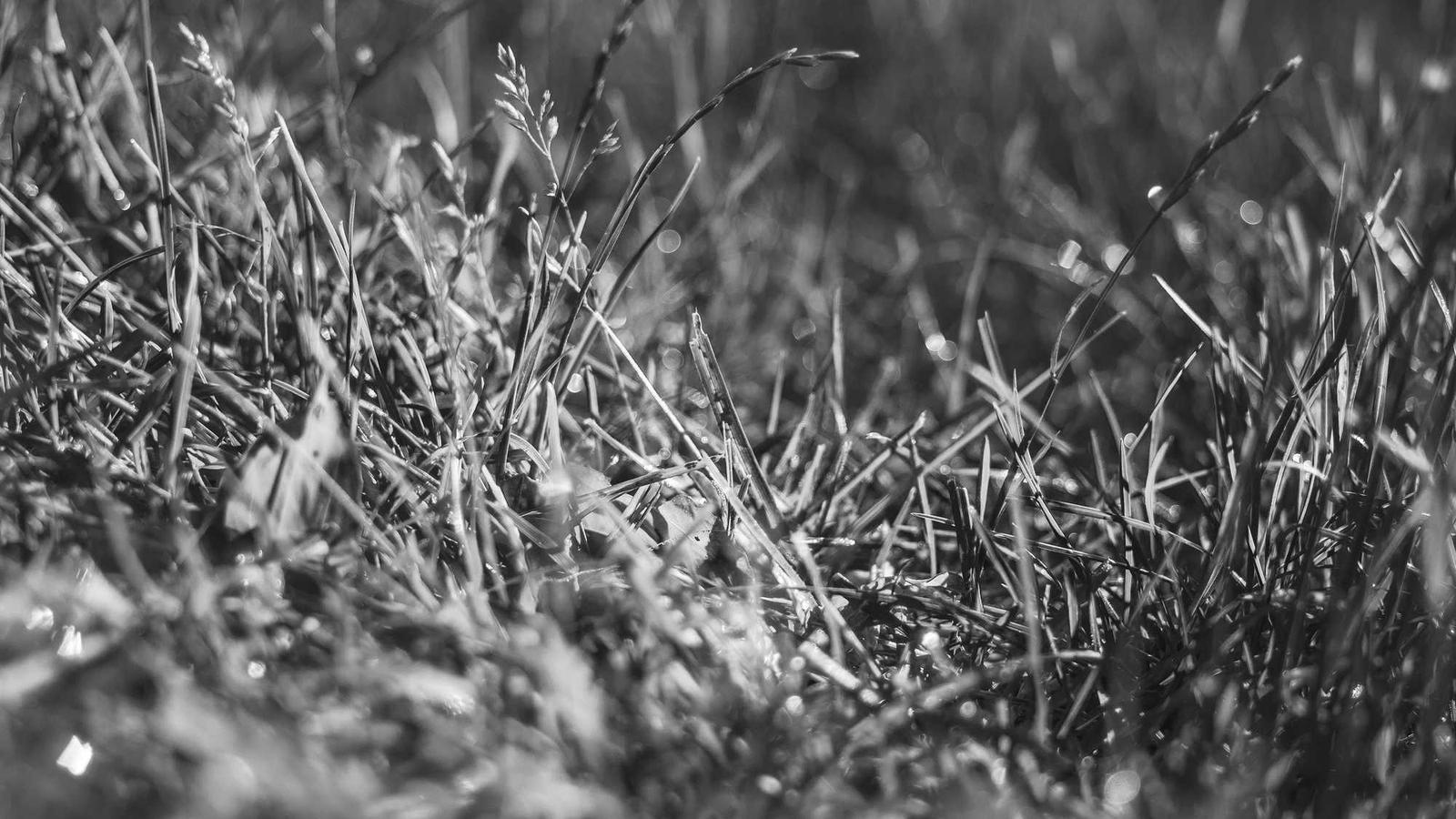 Translation and language services in Bern