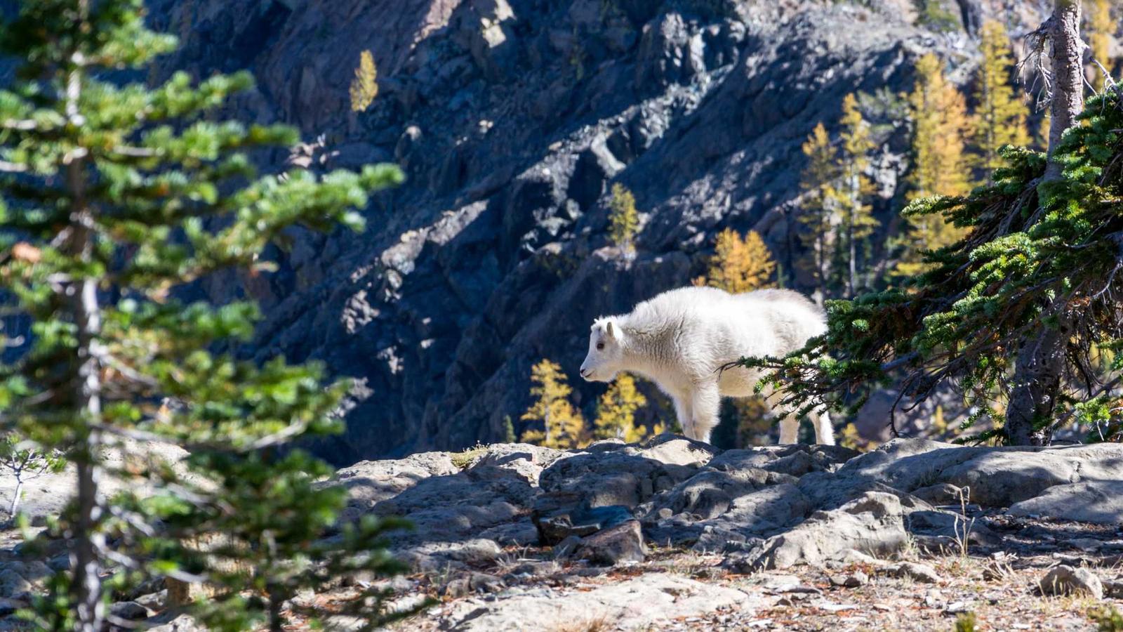 Translation and language services in Mississauga