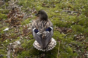 Passenger safety and communication Project