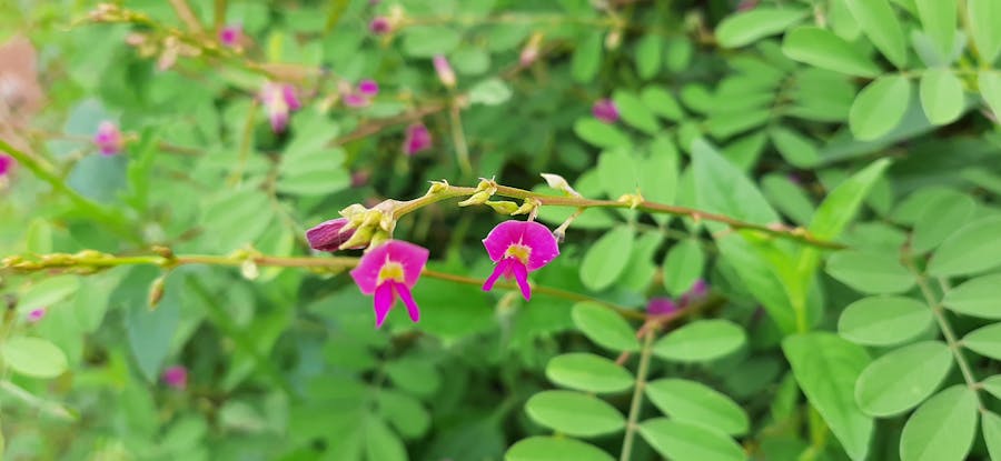 Tłumacz Hebrew na spotkaniu